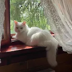 еко яблуницька троянда * Yablunytsya