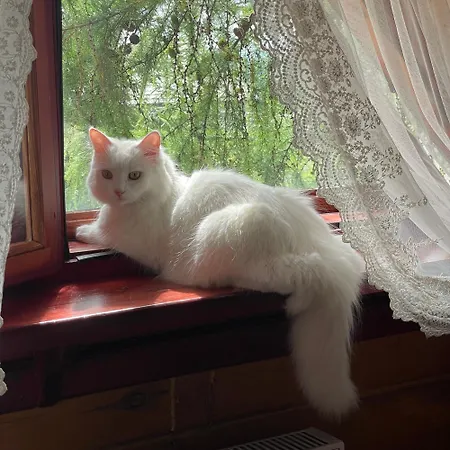 еко яблуницька троянда * Yablunytsia