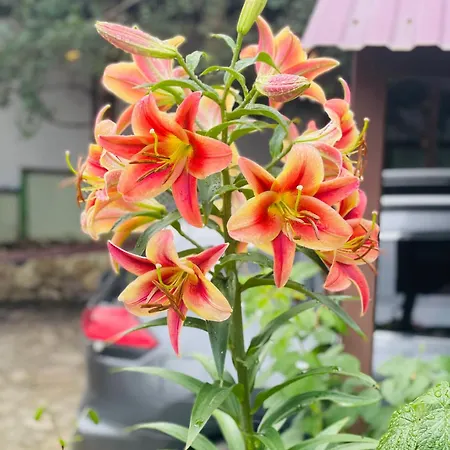 Chalet еко яблуницька троянда