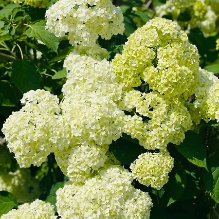 еко яблуницька троянда Domek alpejski *