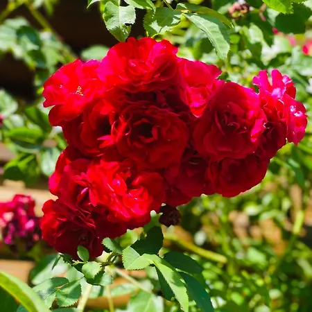 еко яблуницька троянда *