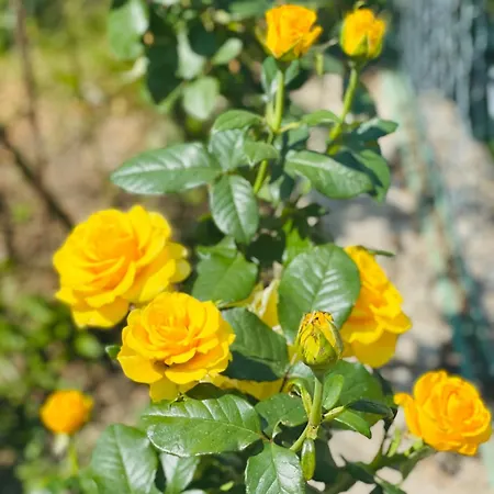 Domek alpejski еко яблуницька троянда *