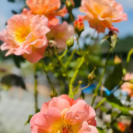 еко яблуницька троянда Chalet Yablunytsia