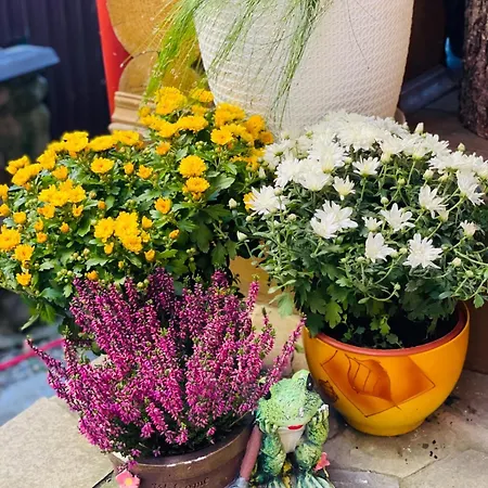 еко яблуницька троянда Domek alpejski