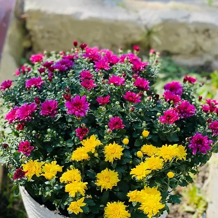 Chalet еко яблуницька троянда