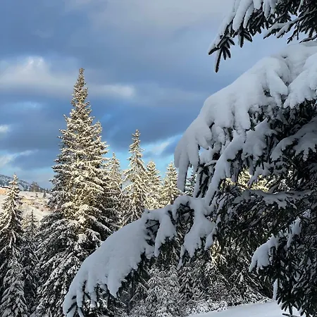 еко яблуницька троянда *