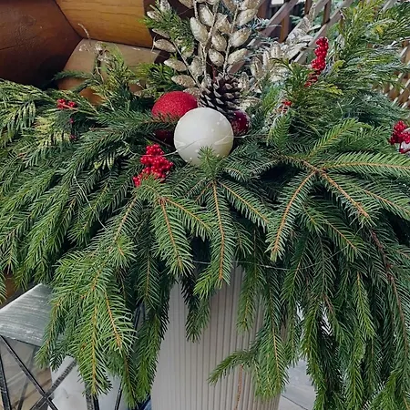 еко яблуницька троянда *