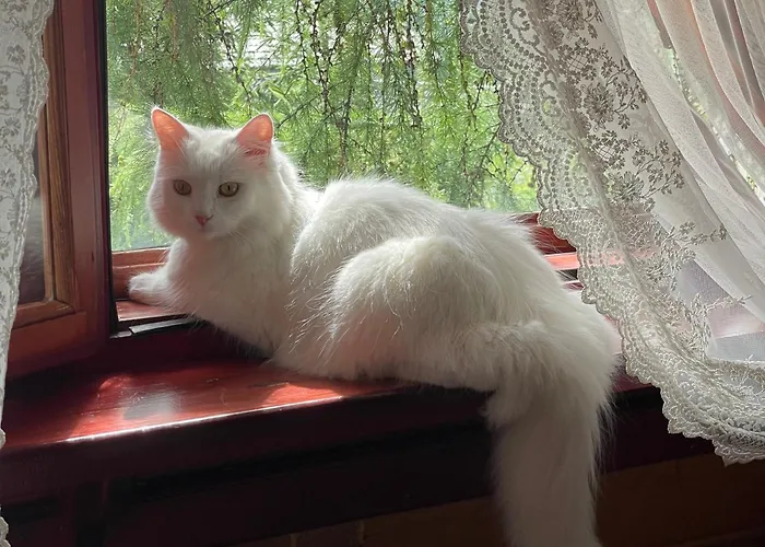 еко яблуницька троянда * Яблоница
